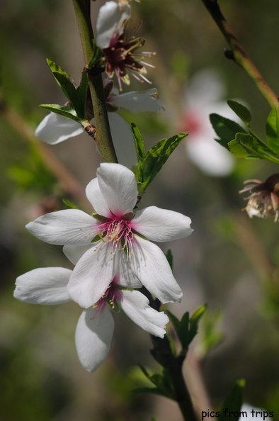 almond blossoms2010d10c038.jpg